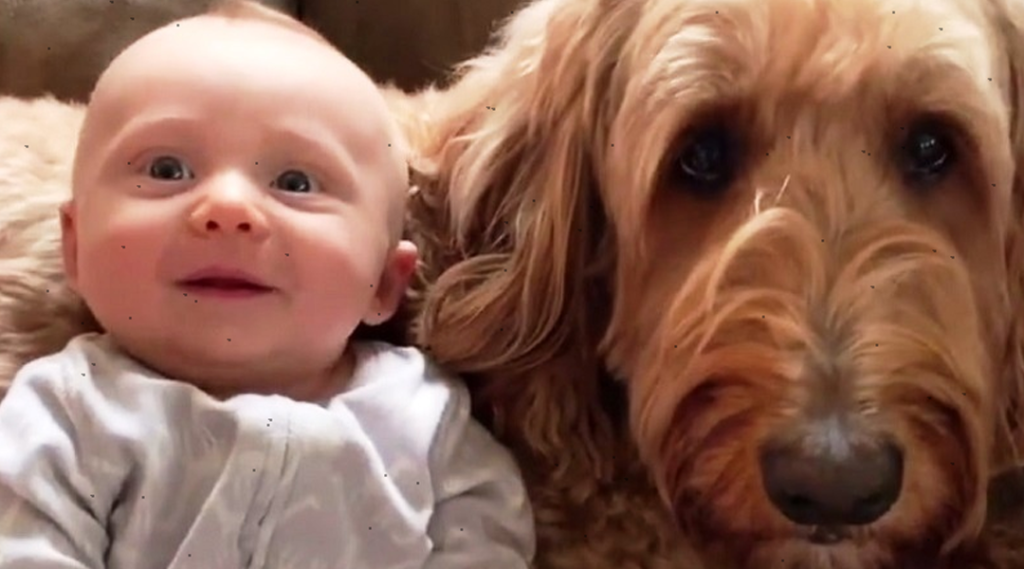 Talking dog tells baby boy that he loves him very much