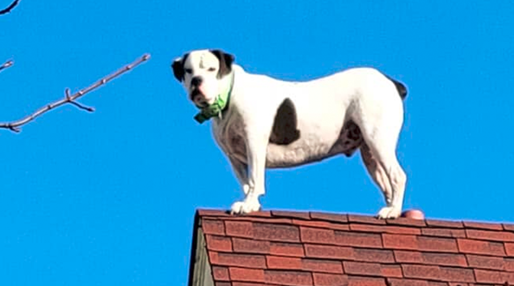 Neighbors See Dog Standing On Roof & Call 911