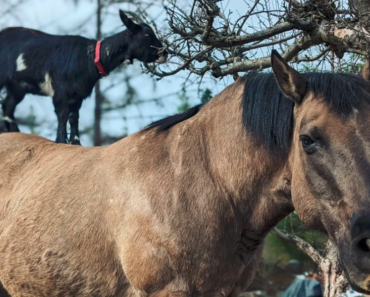 Horse Helps Goat Reach Leaves & Gets A Hoof Massage In Return