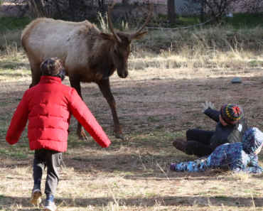 Elk Attacks Mother & Two Children On Playground