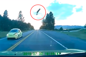 Deer In Montana Flies 50 Feet Into The Air After Being Hit By A Car